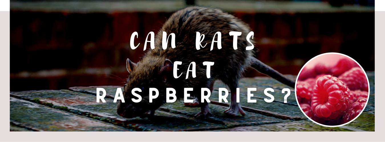 can rats eat raspberries