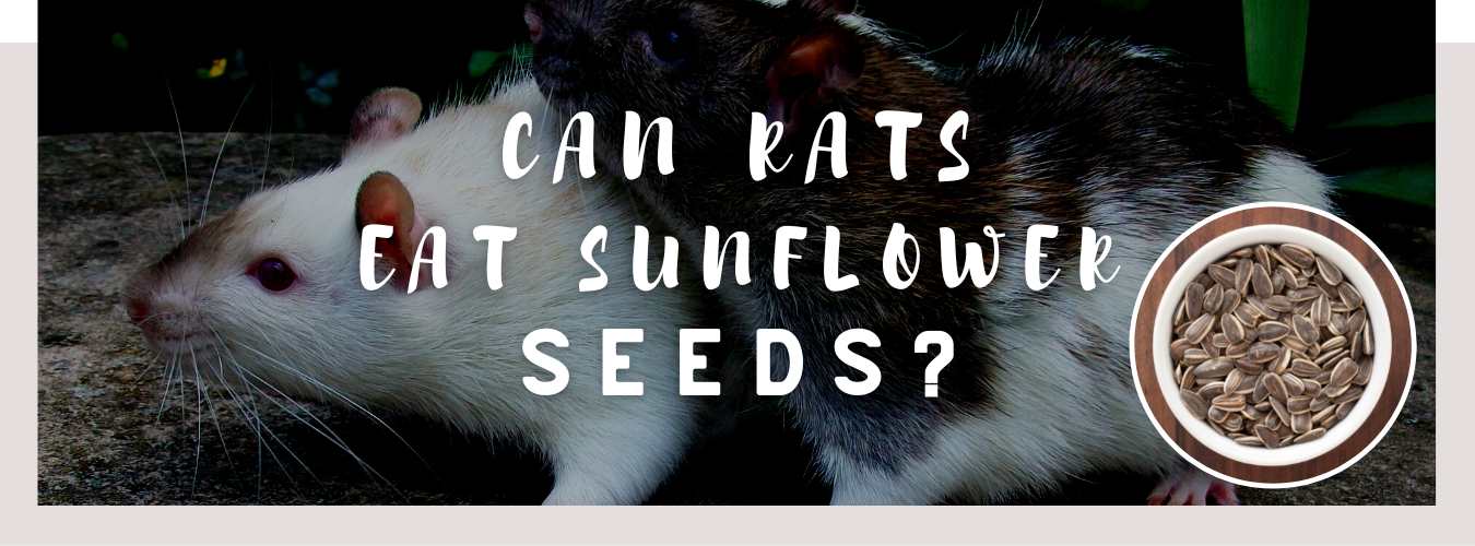 can rats eat sunflower seeds