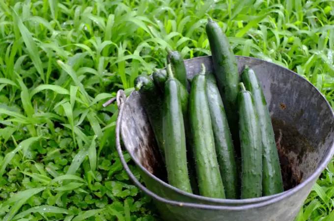 ᐅ Do Rabbits Eat Cucumber Plants? | Toxic or Healthy