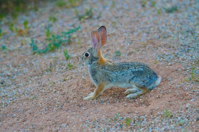 ᐅ What Do Desert Rabbits Eat? | Toxic or Healthy