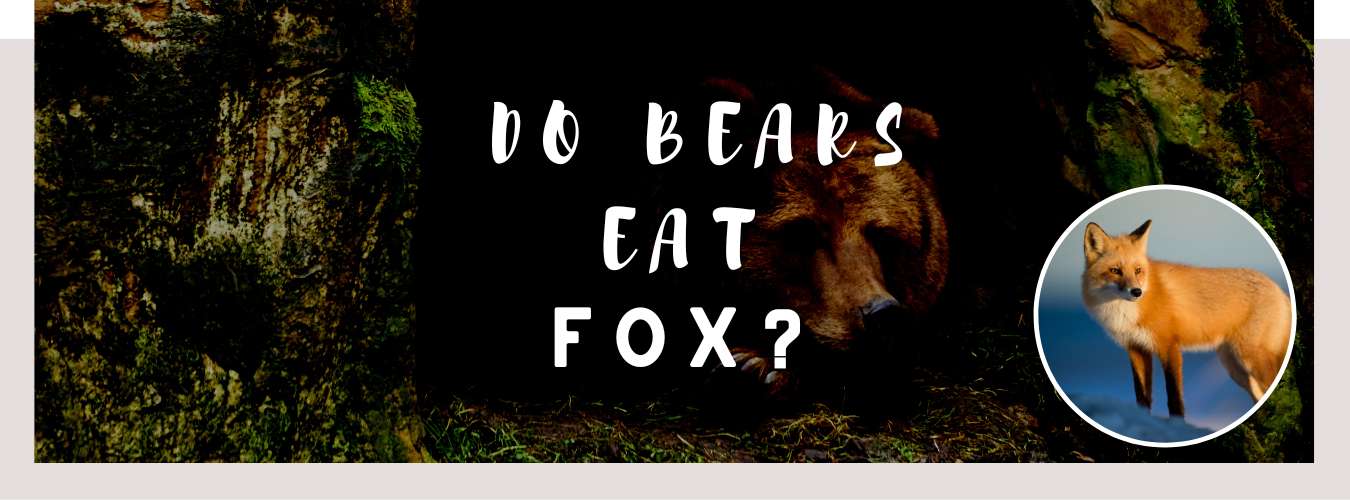 do bears eat fox