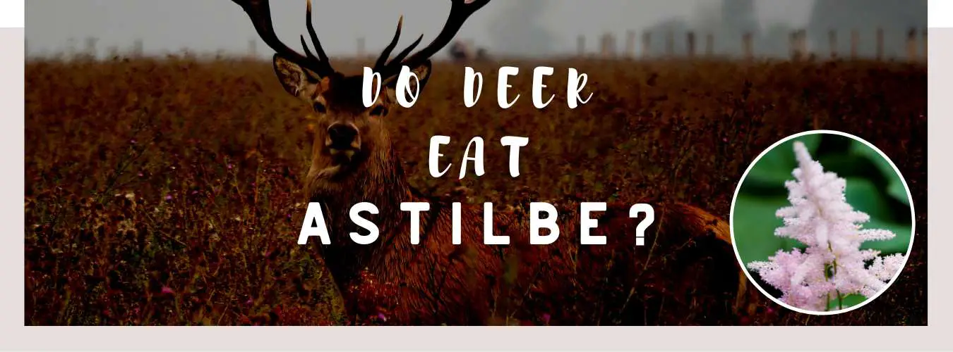 do deer eat astilbe