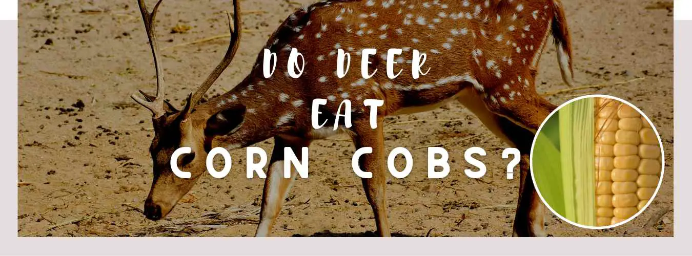 do deer eat corn cobs