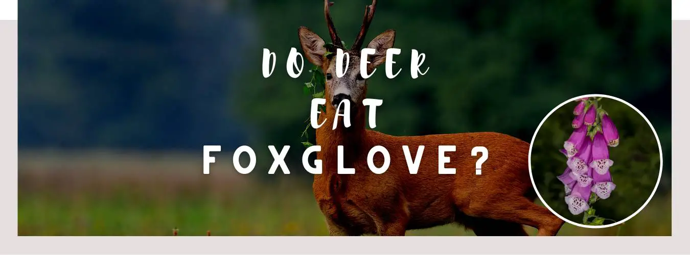 do deer eat foxglove
