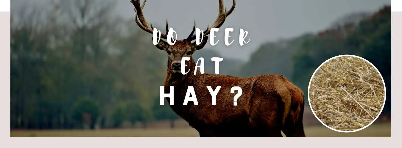 do deer eat hay