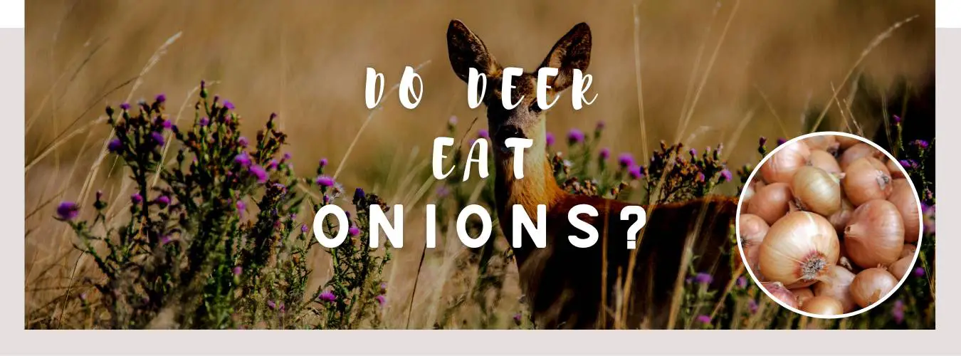 do deer eat onions