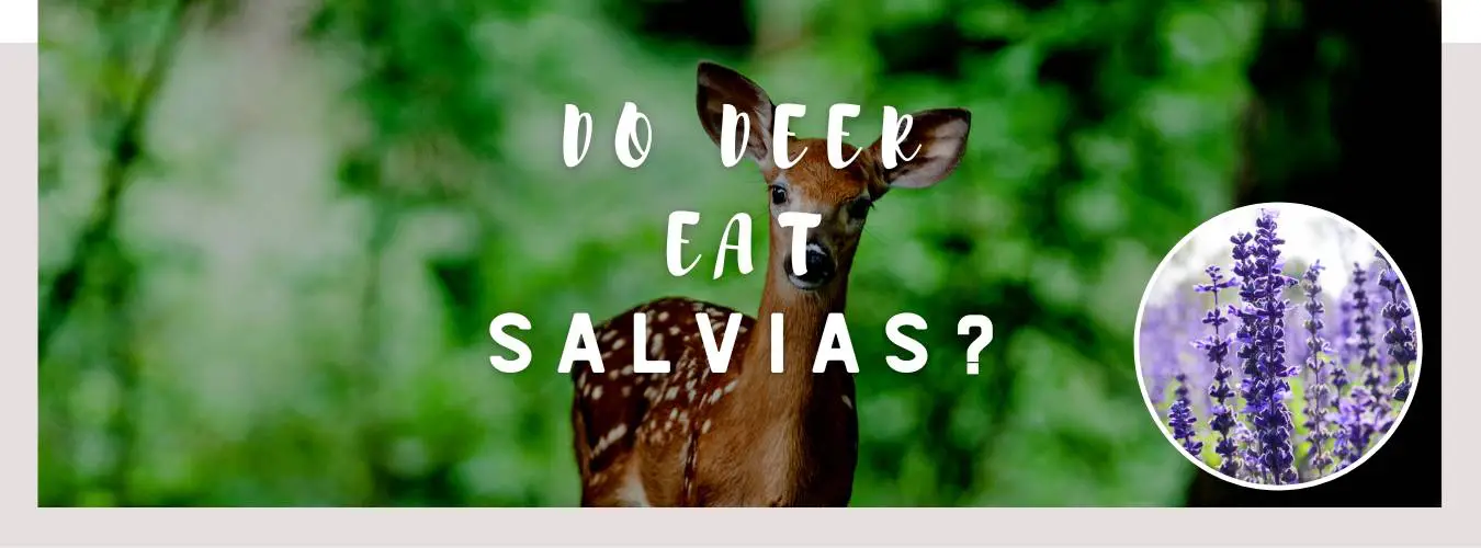 do deer eat salvias