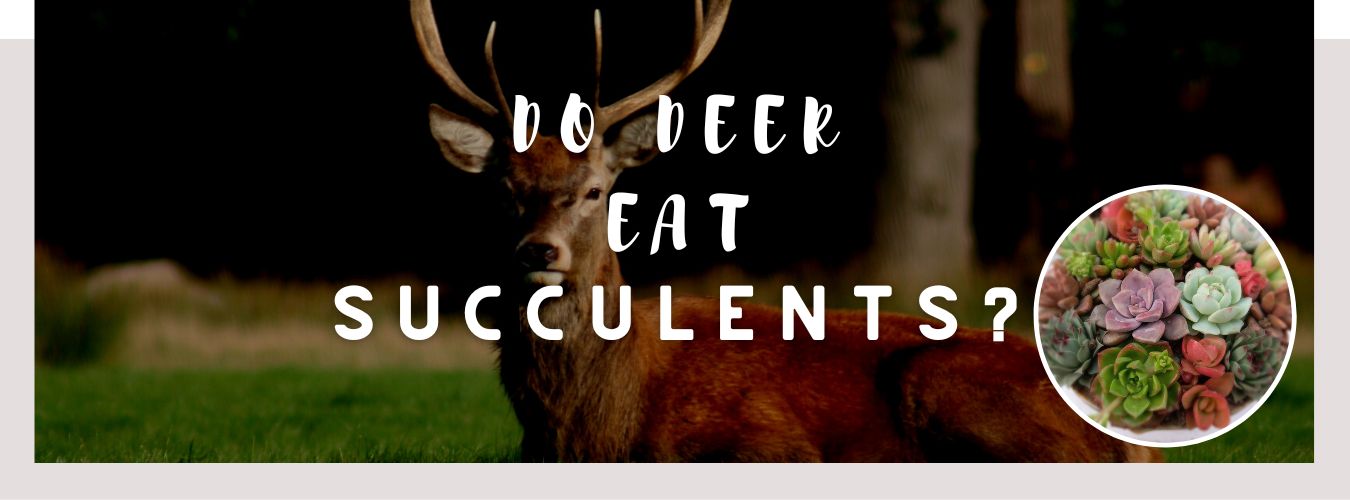 do deer eat succulents