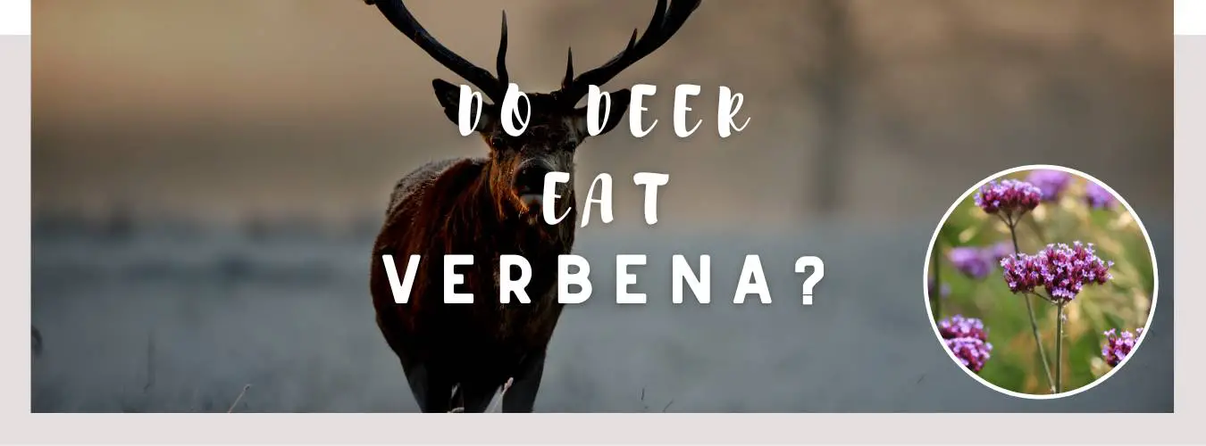 do deer eat verbena