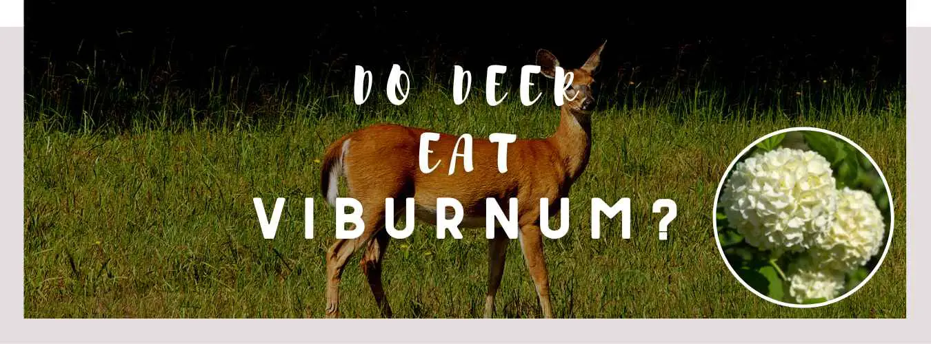 do deer eat viburnum