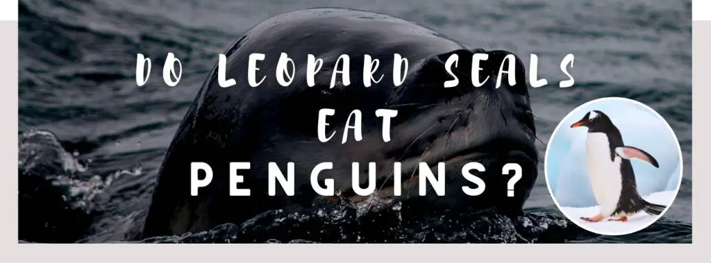 ᐅ Do Leopard Seals Eat Penguins? | Prey and Predator