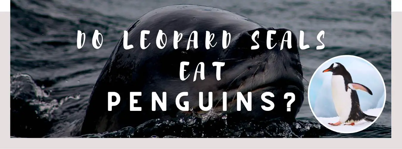 do leopard seals eat penguins