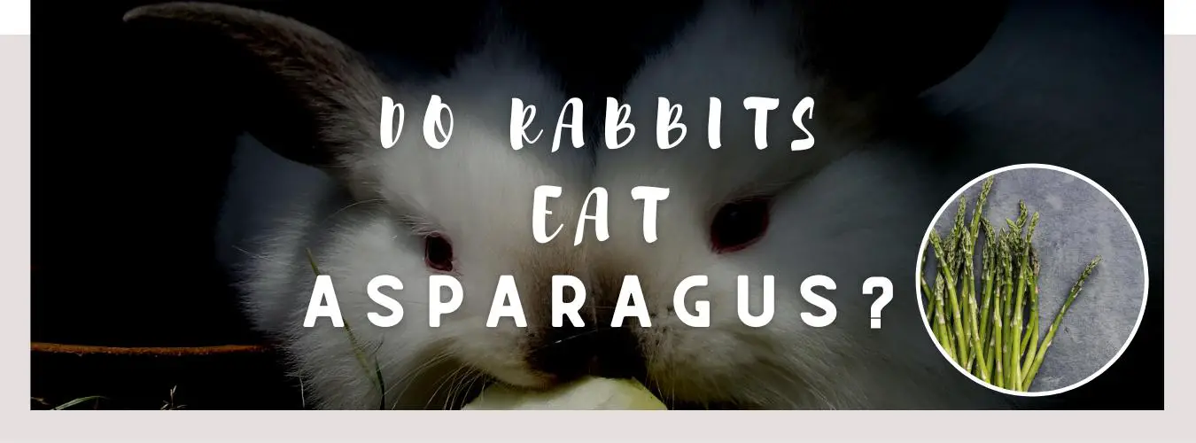 do rabbits eat asparagus