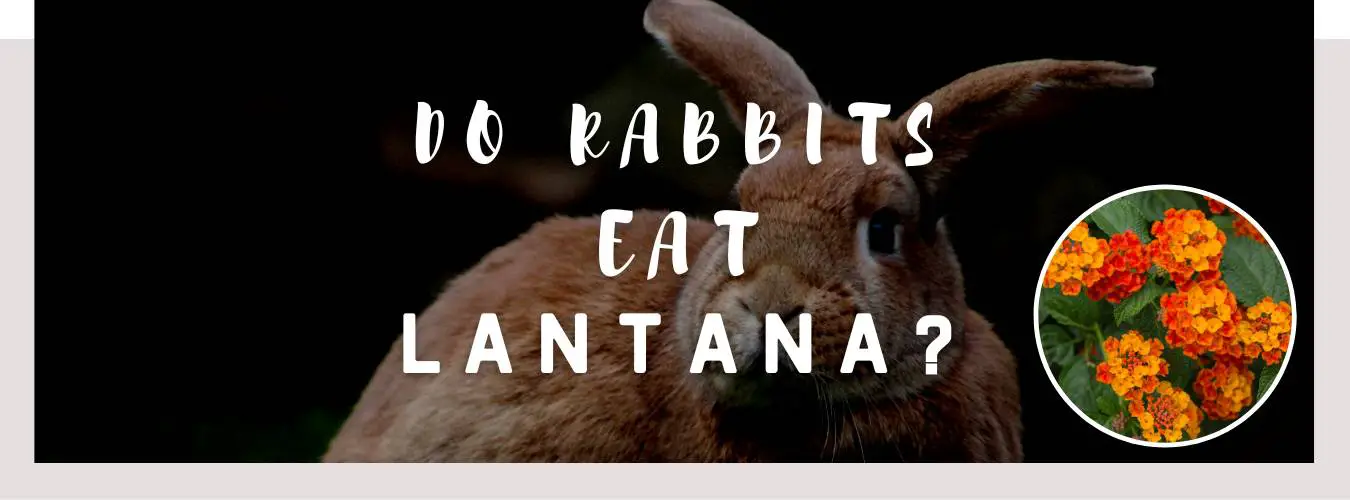 do rabbits eat lantana