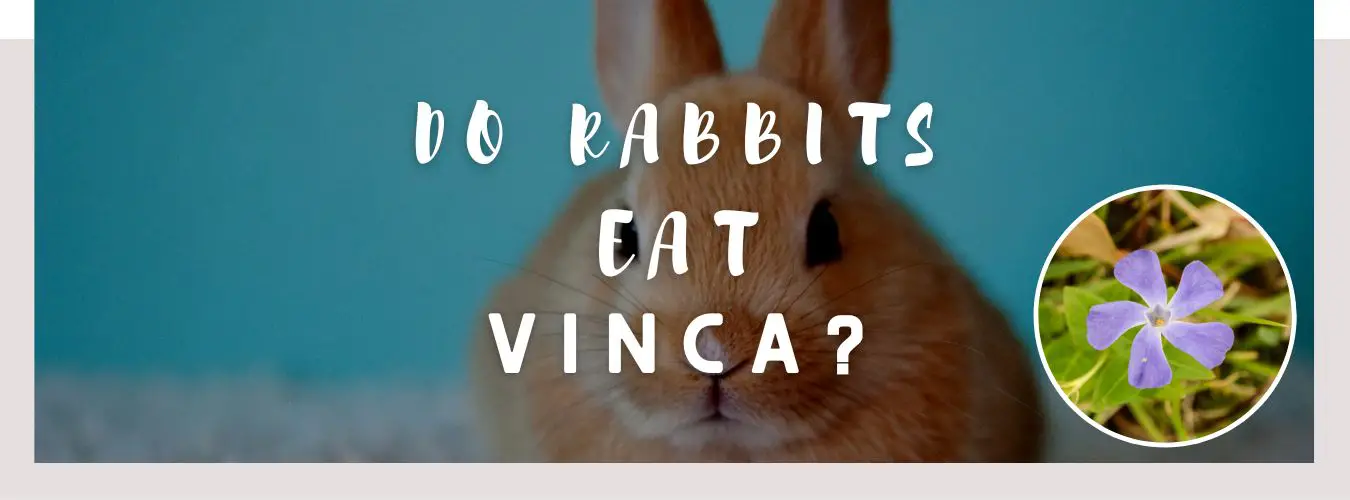 do rabbits eat vinca