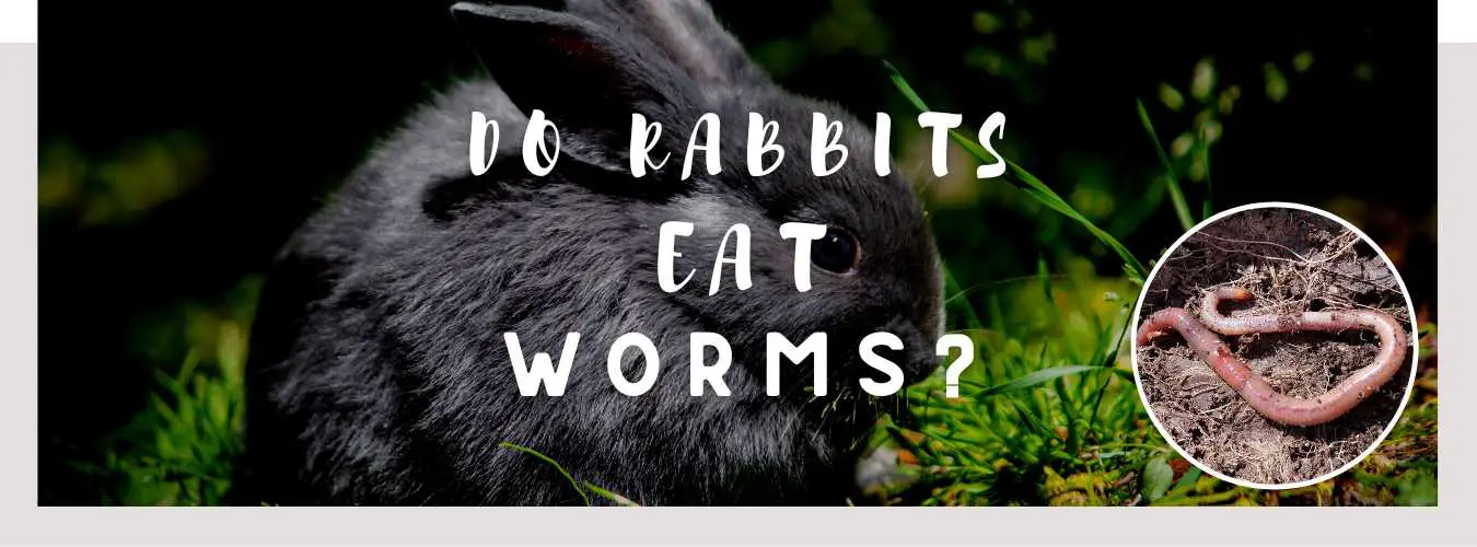 do rabbits eat worms