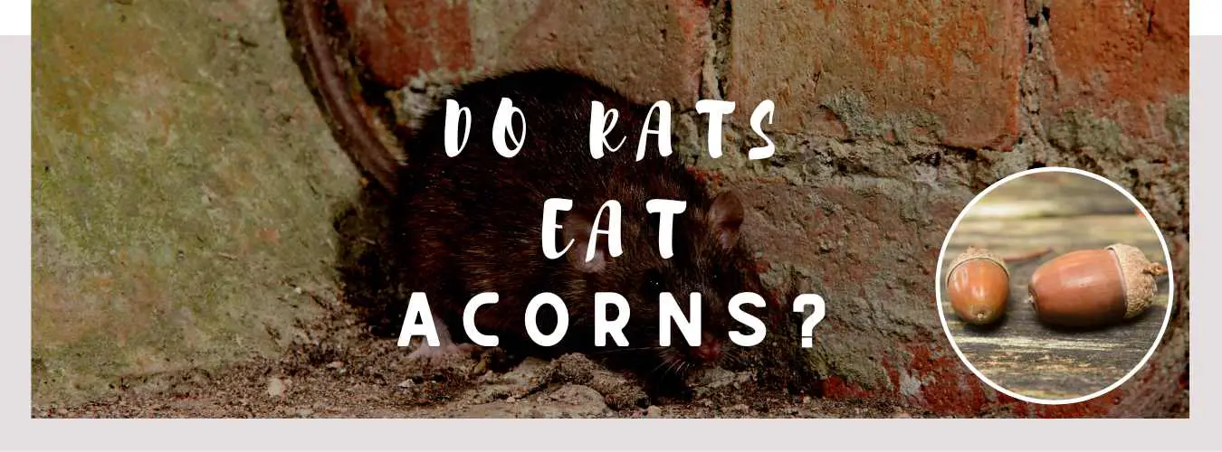 do rats eat acorns