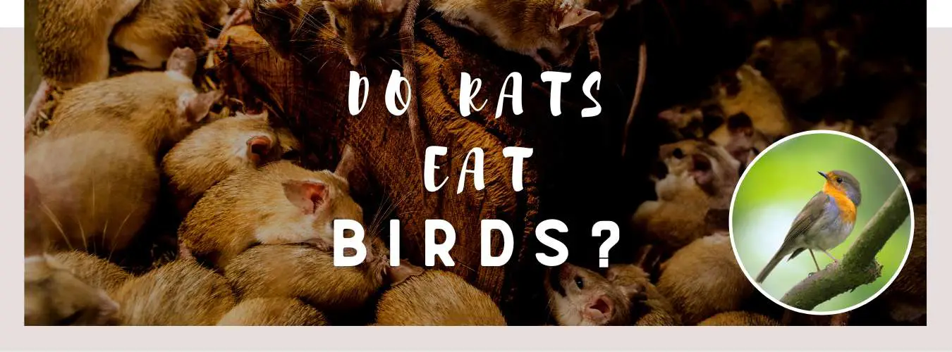 do rats eat birds