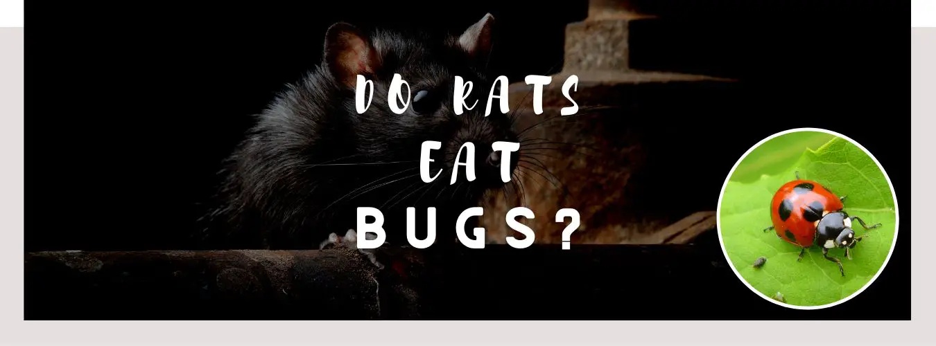 do rats eat bugs
