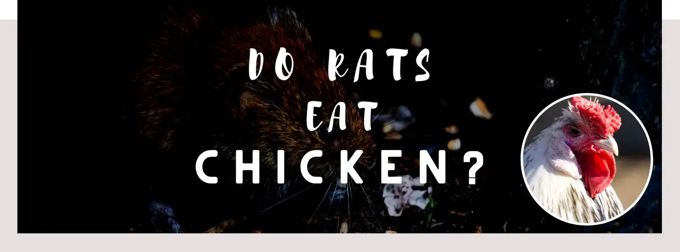 do rats eat chicken