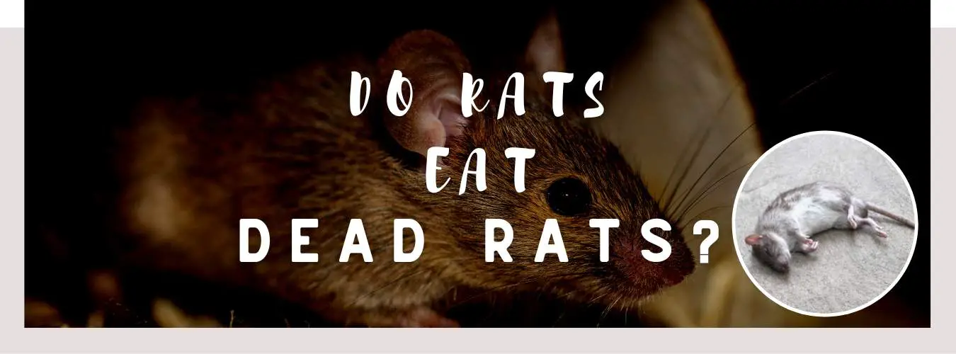 do rats eat dead rats