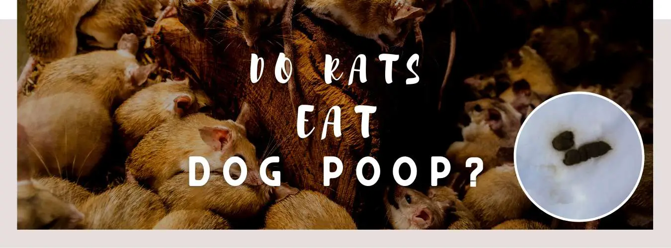 do rats eat dog poop