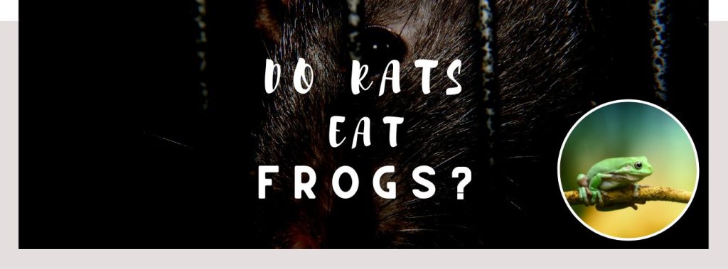  do rats eat frogs toxic or healthy