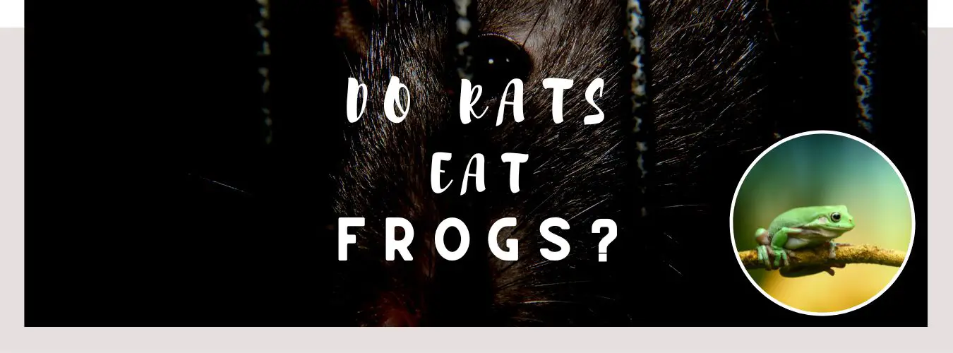 do rats eat frogs