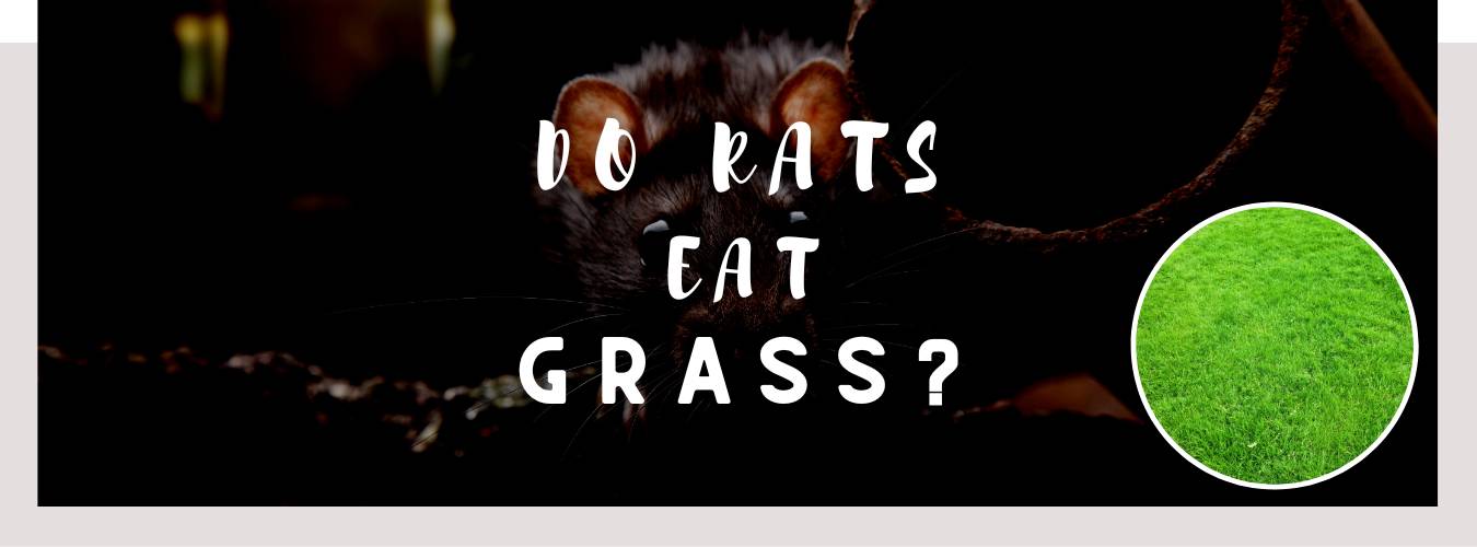 do rats eat grass