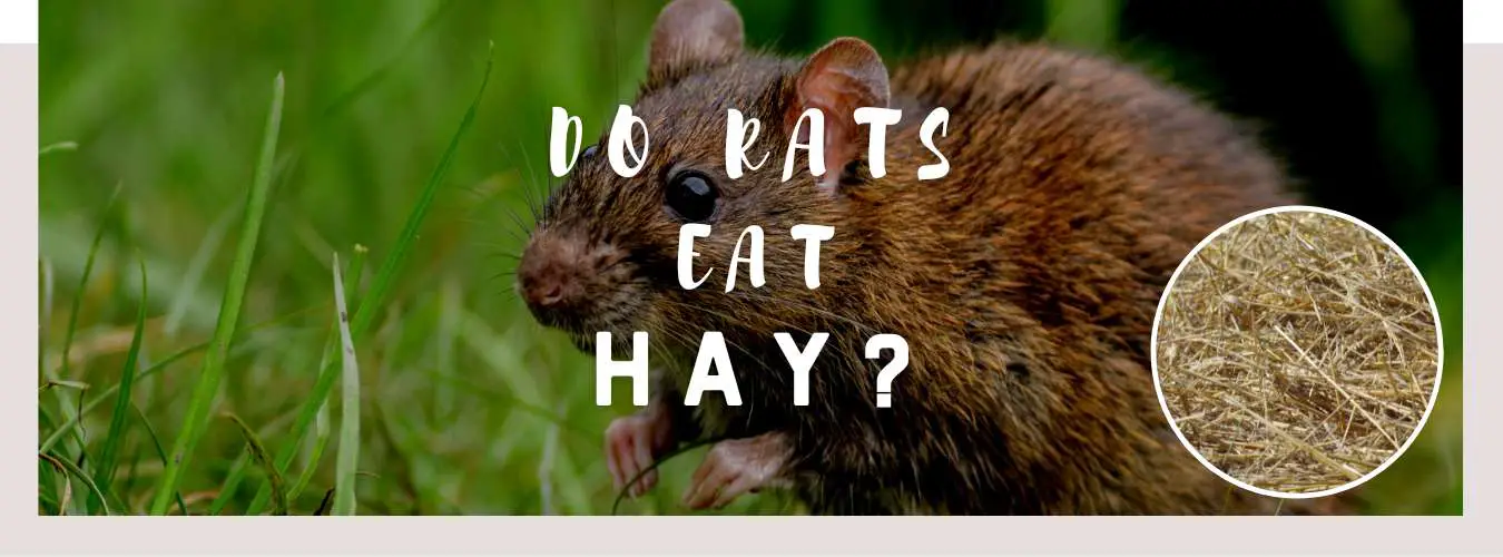 do rats eat hay