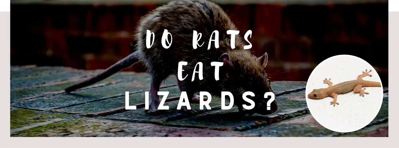 do rats eat lizards