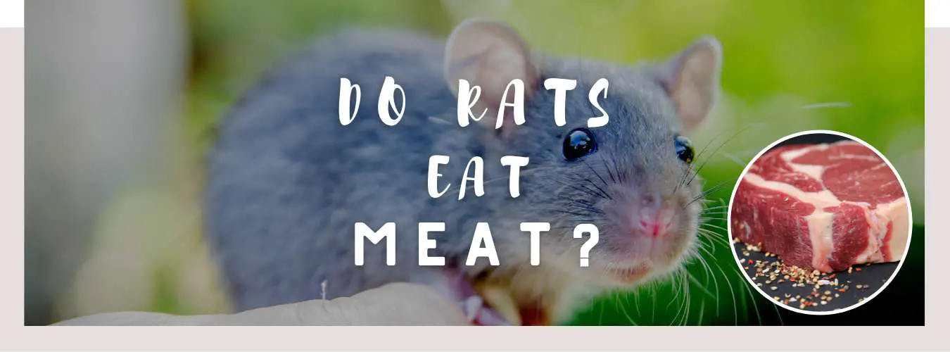 do rats eat meat