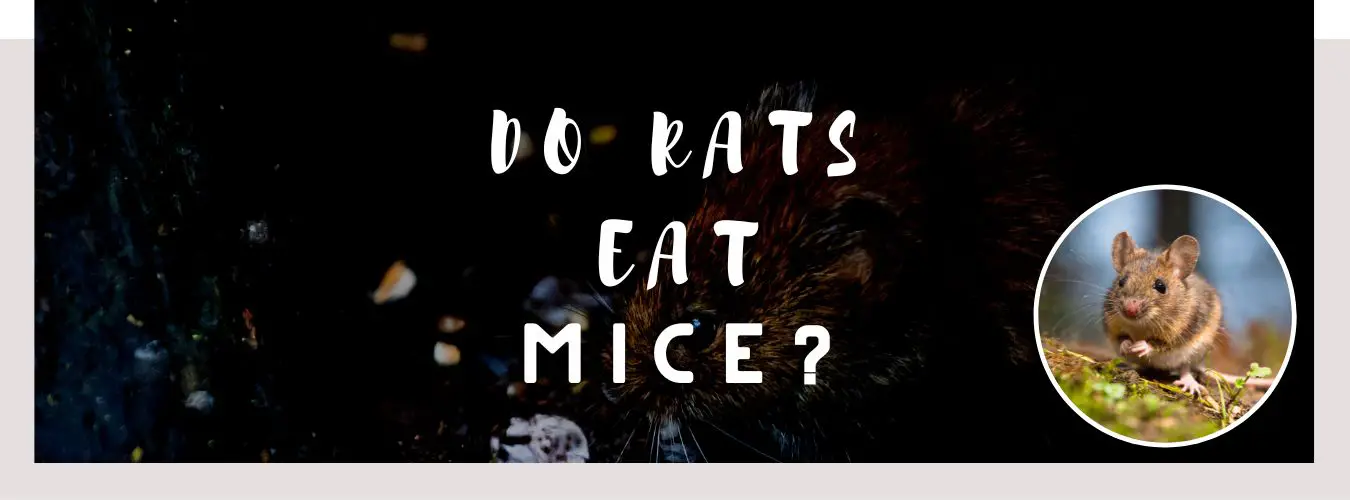 do rats eat mice