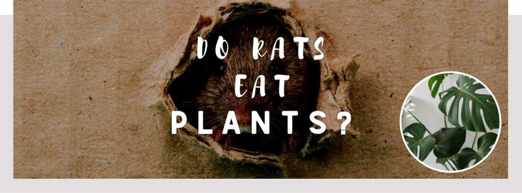 ᐅ Do Rats Eat Plants? | Toxic or Healthy