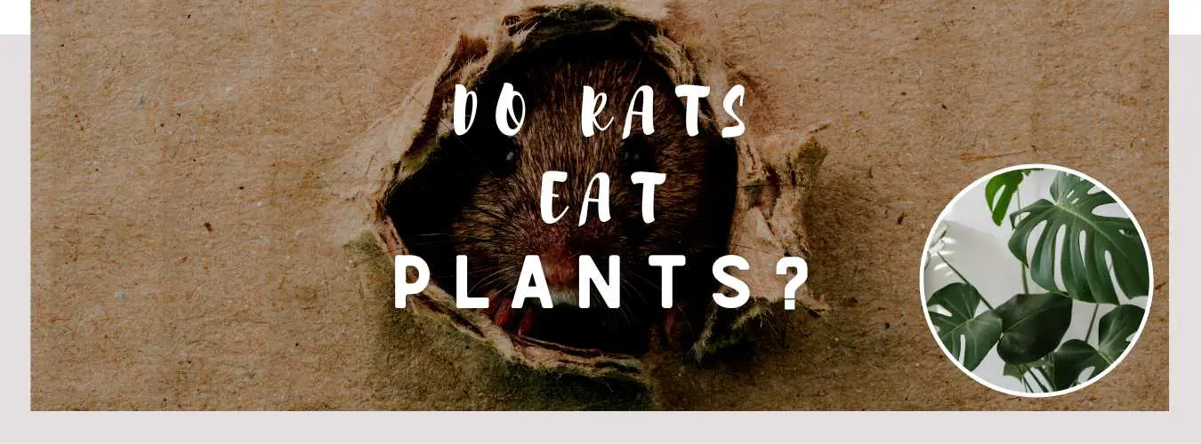 do rats eat plants