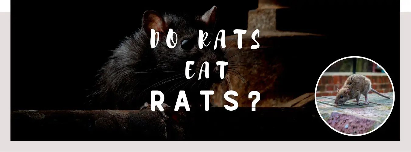do rats eat rats