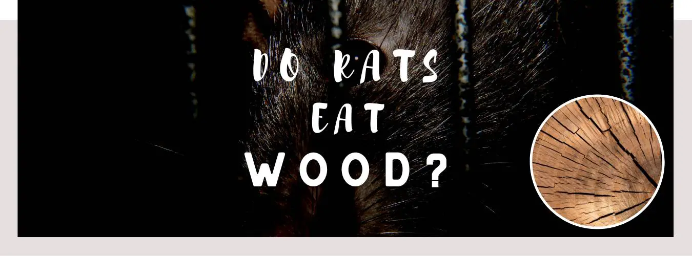 do rats eat wood