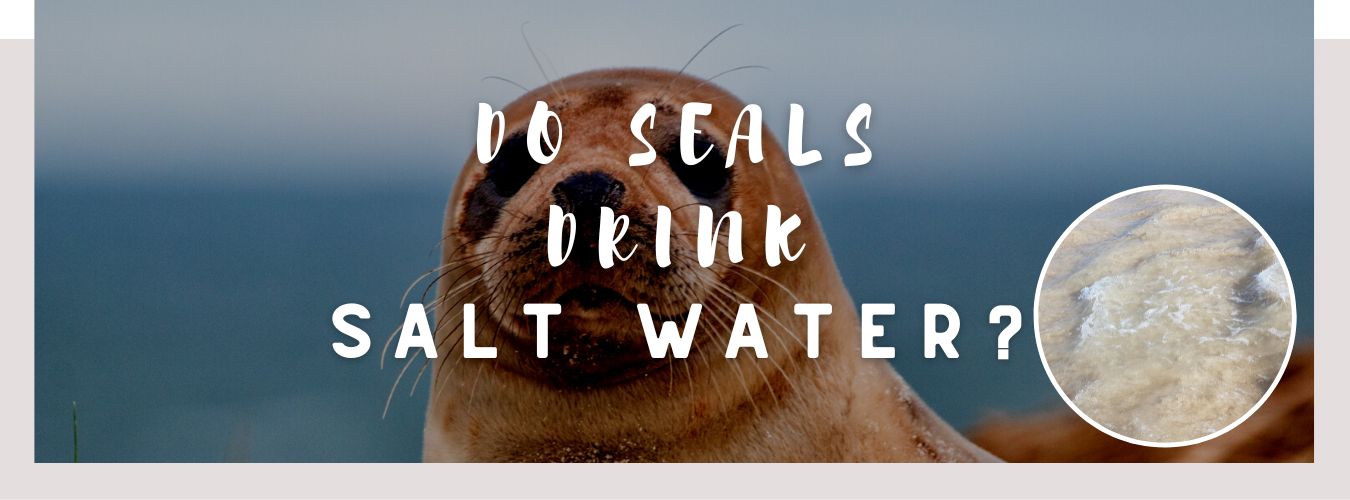 do seals drink salt water
