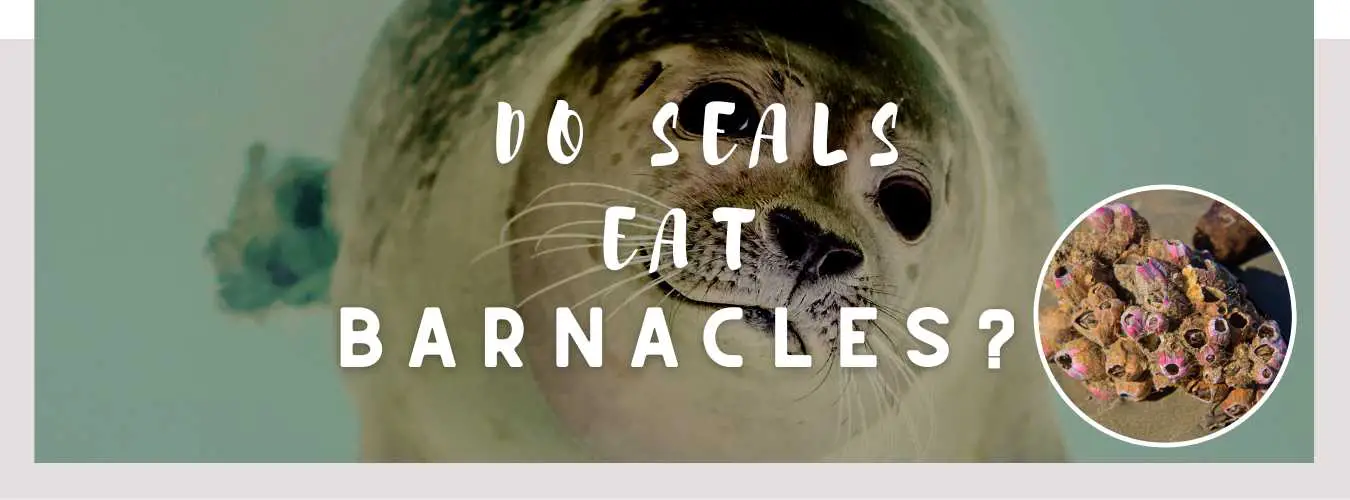 do seals eat barnacles