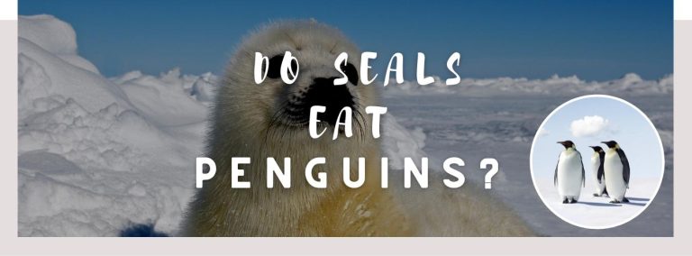 ᐅ Do Seals Eat Penguins? | Toxic or Healthy