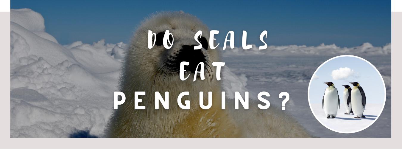 do seals eat penguins