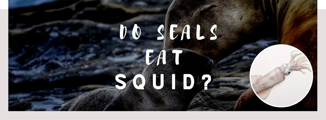 ᐅ Do Seals Eat Squid? | Toxic or Healthy