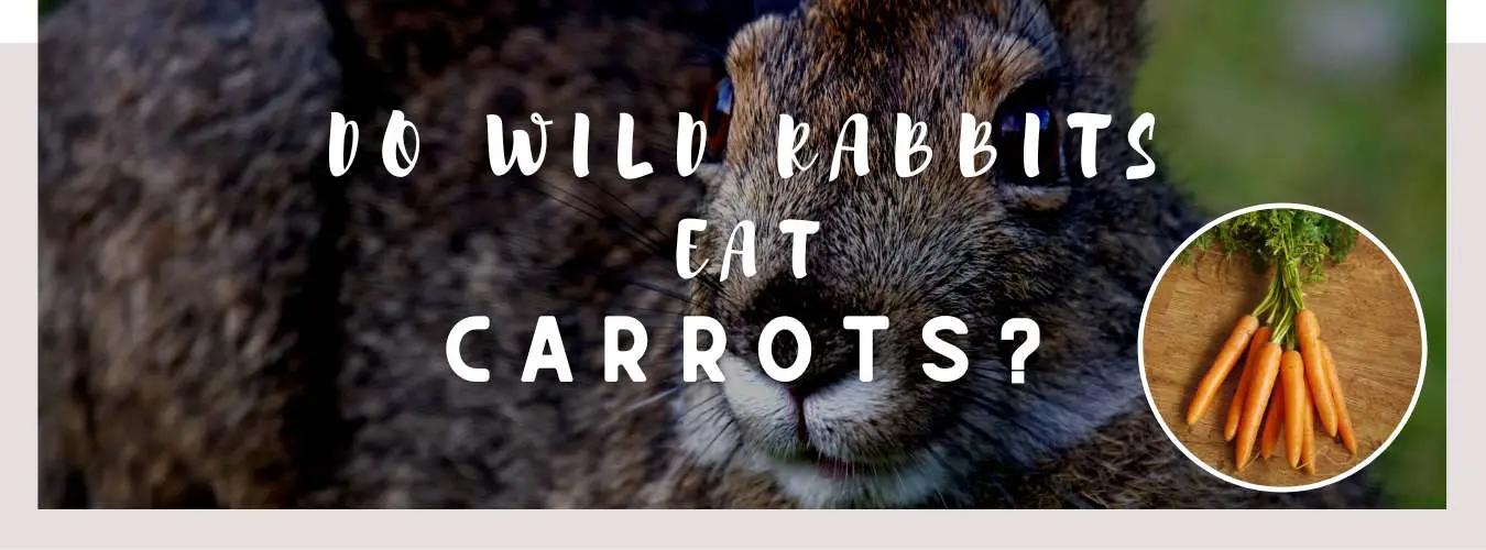 do wild rabbits eat carrots
