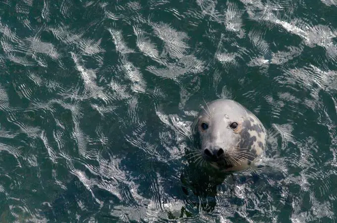 ᐅ What Do Harbor Seals Eat? | Knowing their Diet