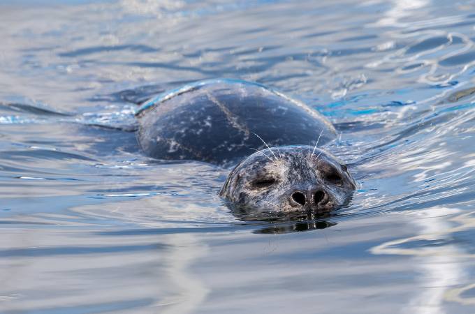 ᐅ What Do Harbor Seals Eat? | Knowing their Diet