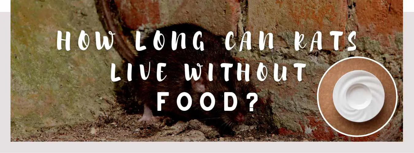 how long can rats live without food