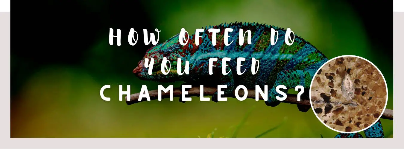 how often do you feed chameleons