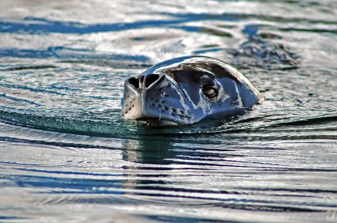 ᐅ Do Leopard Seals Eat Penguins? | Prey and Predator