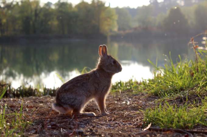 ᐅ Do Wild Rabbits Eat Celery? | Toxic or Healthy