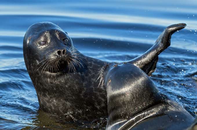 ᐅ What Do Ringed Seals Eat? | Understanding their Diet